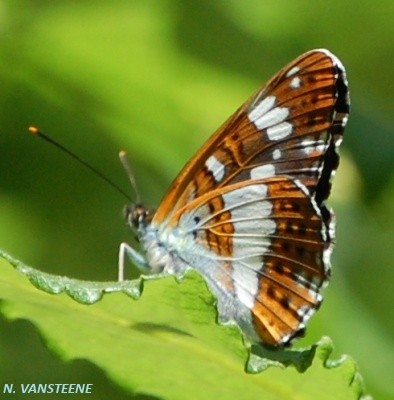 Limenitis camilla